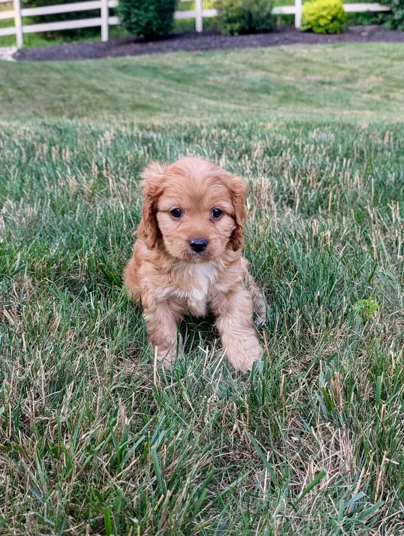 Rusty