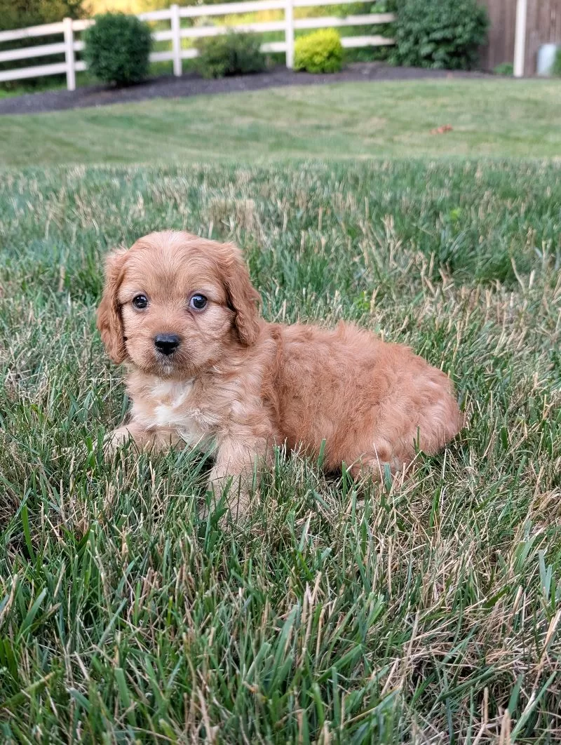 Rusty