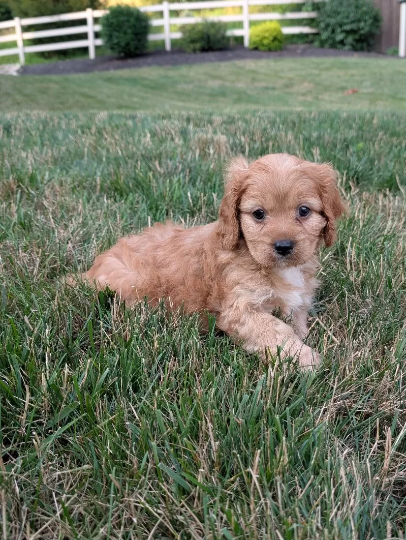 Rusty