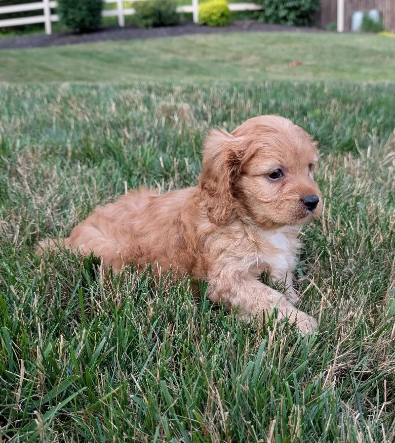 Rusty