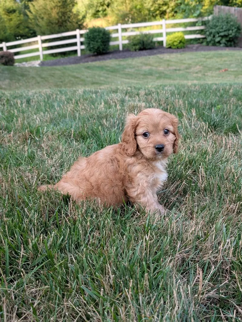 Rusty