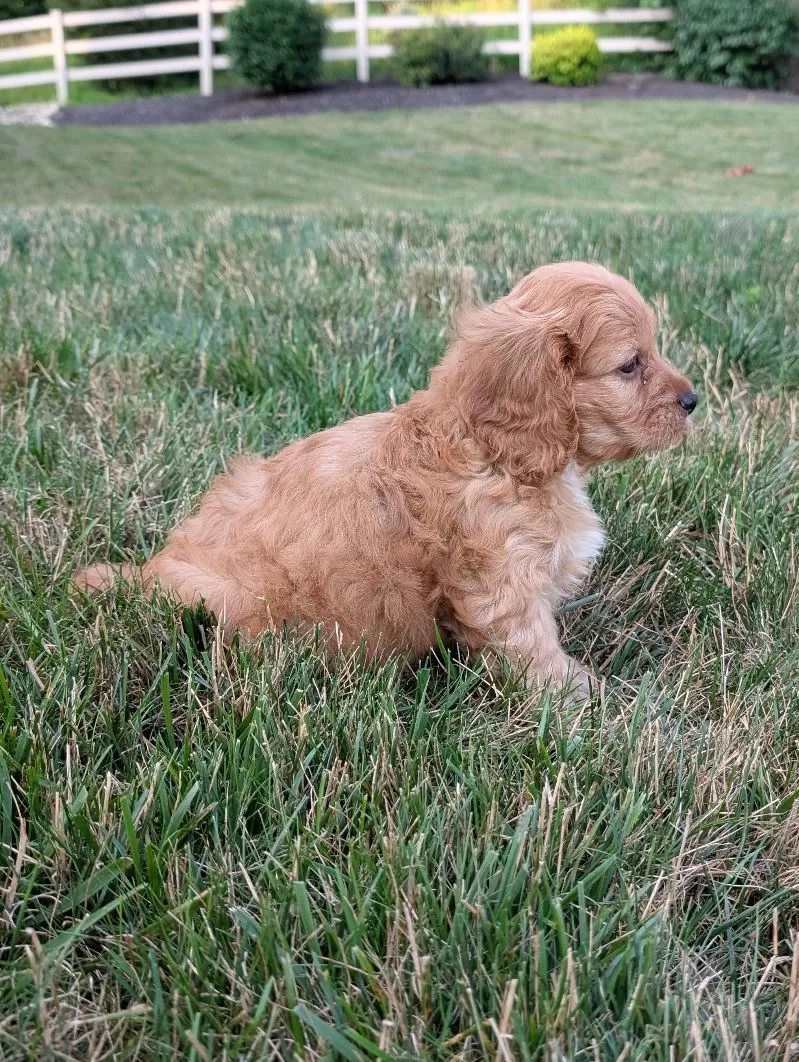 Rusty