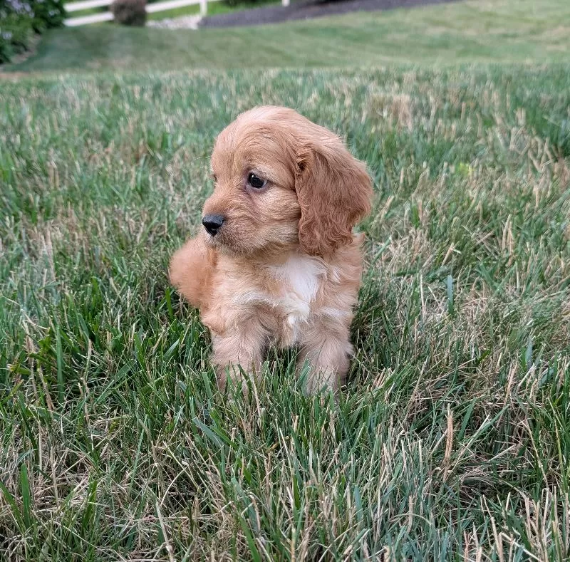 Rusty