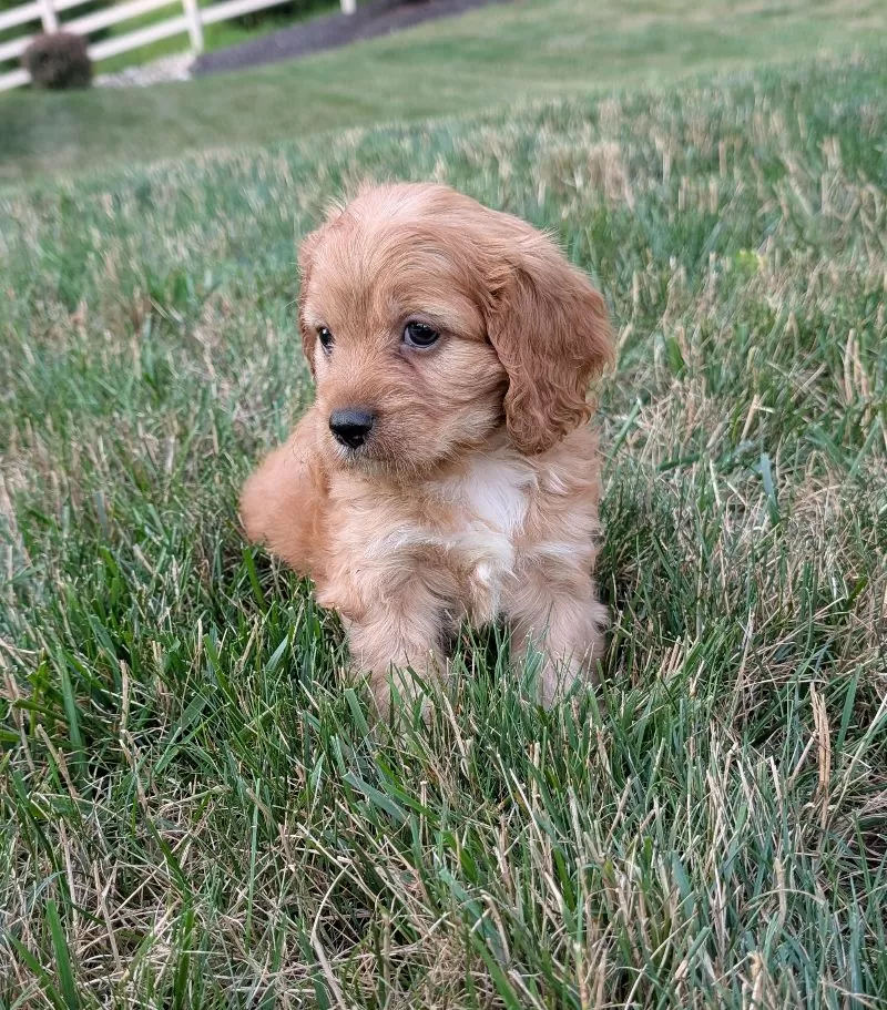 Rusty