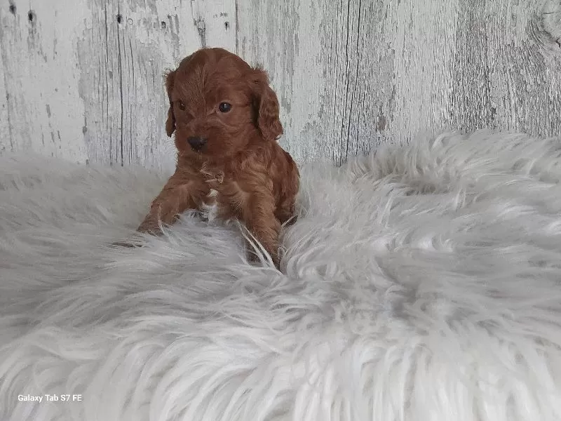 Puppy Name: Remi