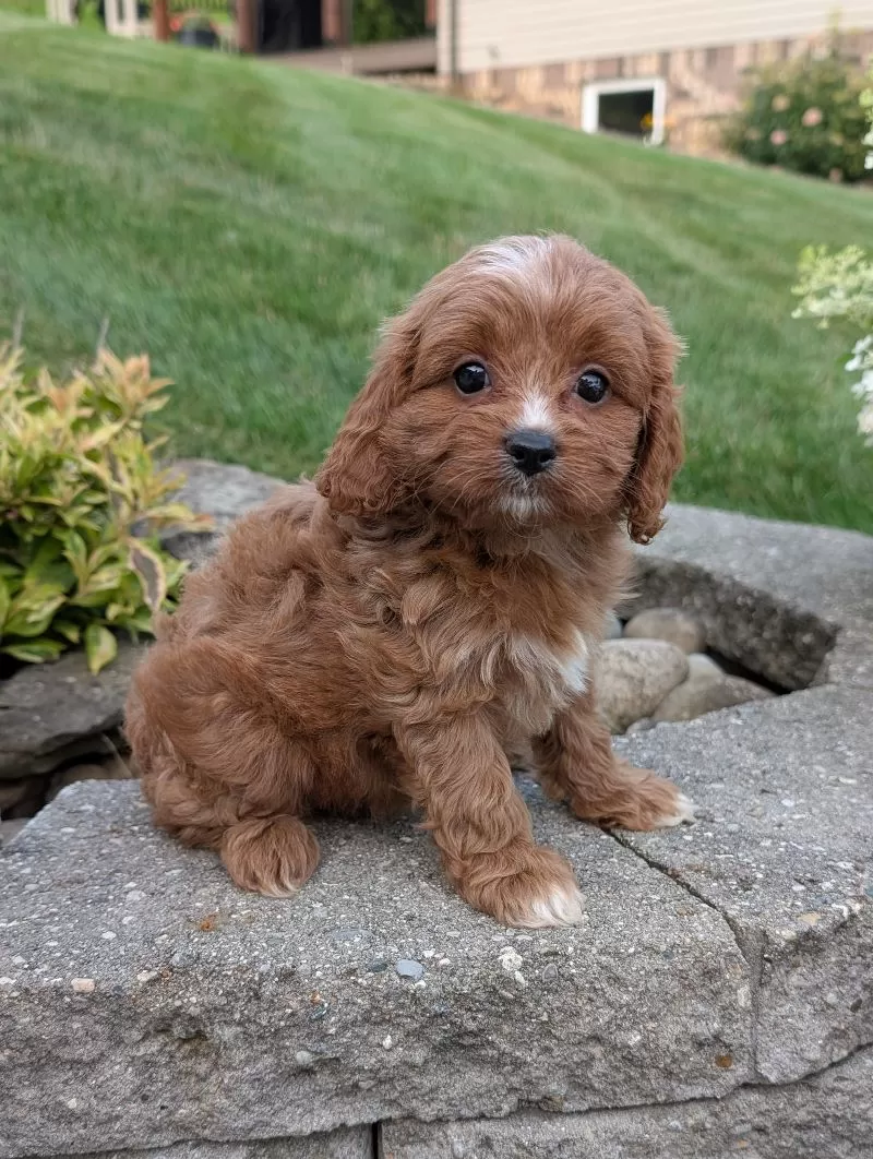 Rosie