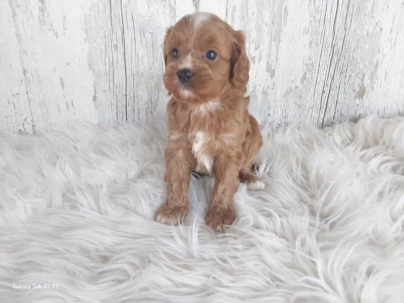 Puppy Name: Rosie