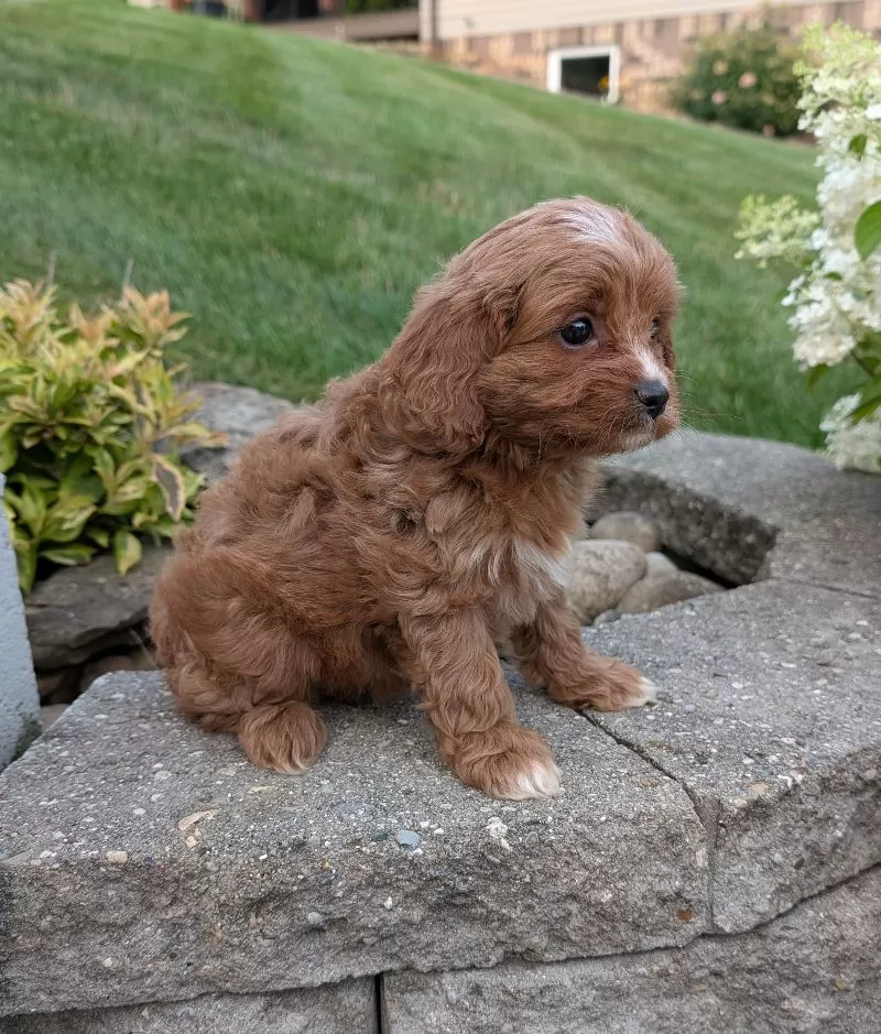 Rosie