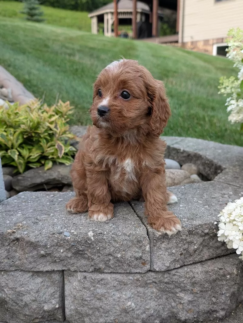 Rosie