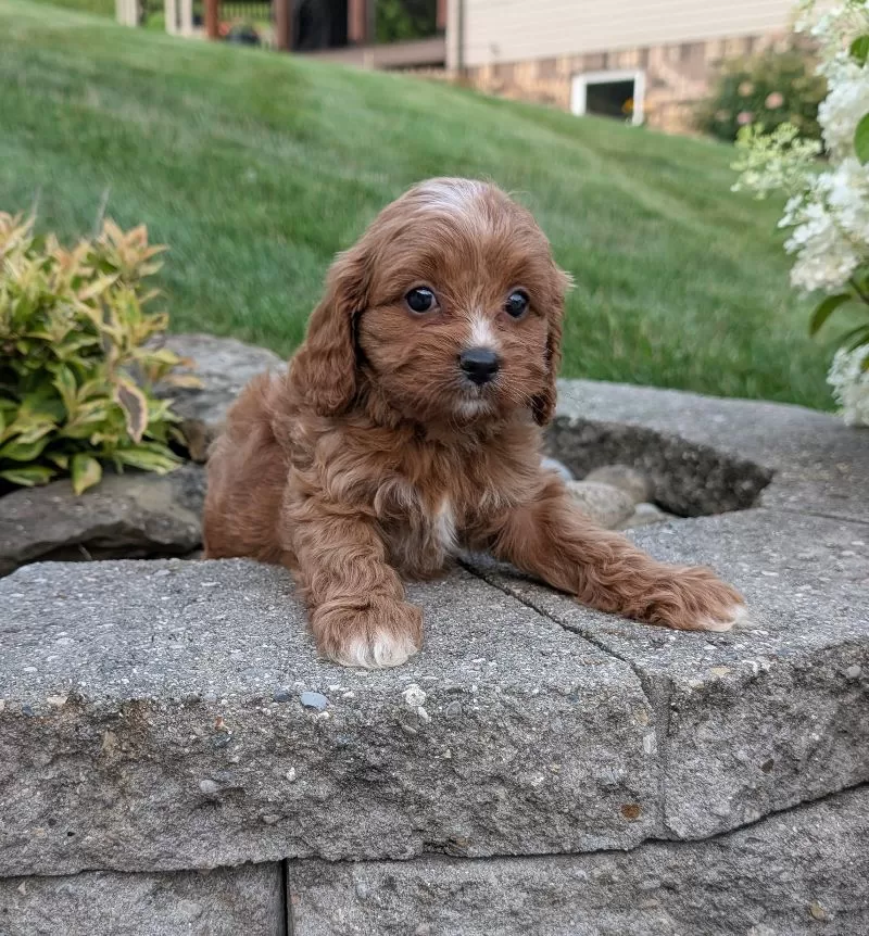Rosie