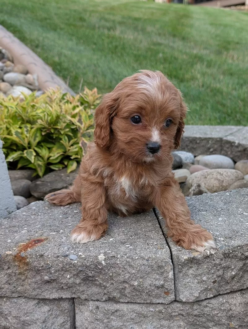 Rosie