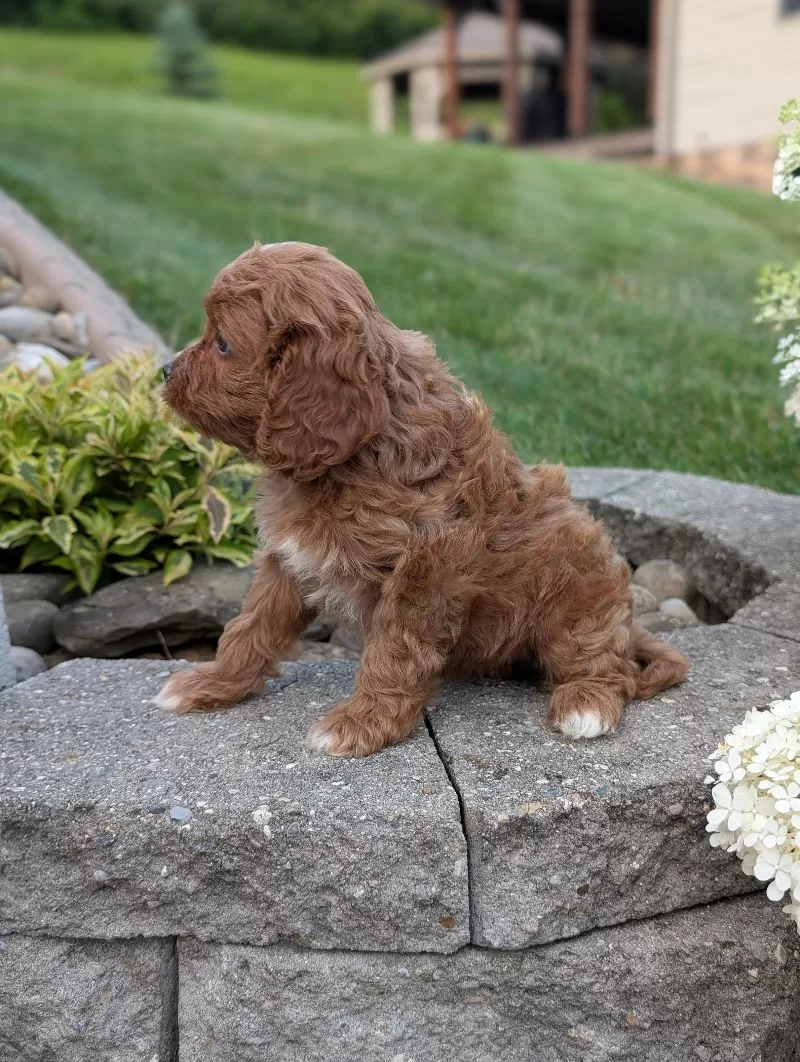 Rosie