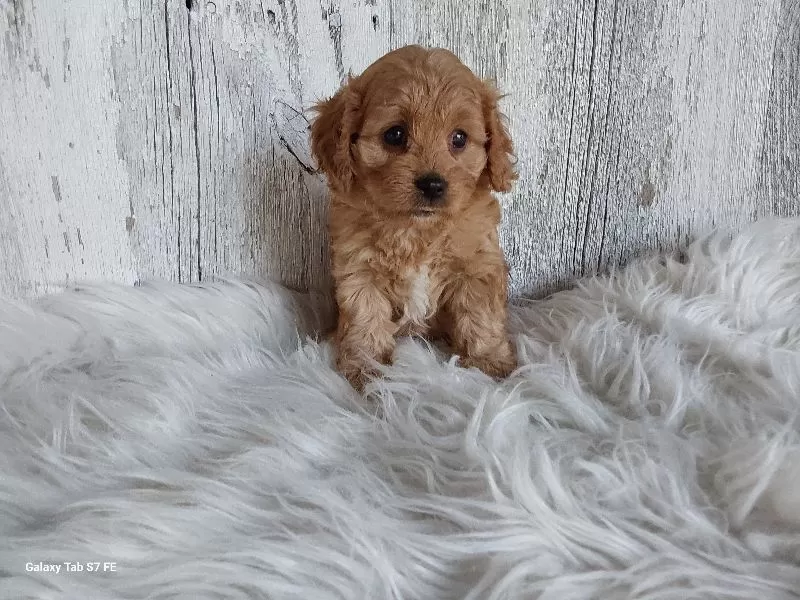 Puppy Name: Annabelle
