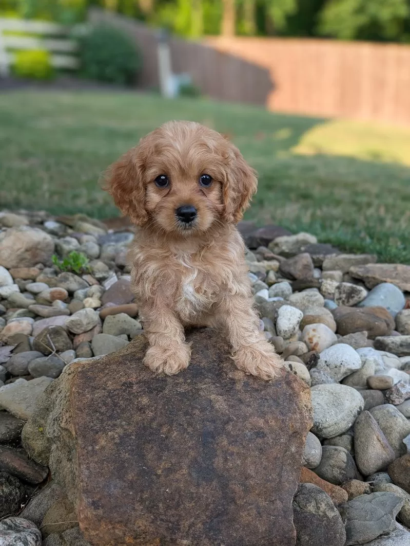 Abby