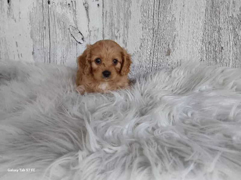 Puppy Name: Abby