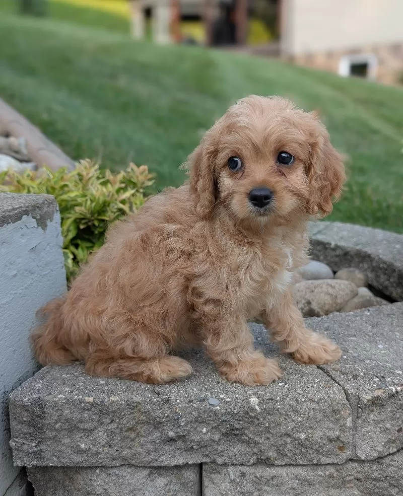 Abby