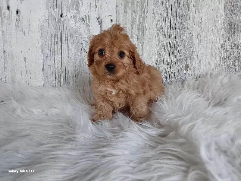 Puppy Name: Arnie